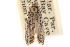  (Ethmia subsimilis - CCDB-23274-C01)  @13 [ ] CreativeCommons - Attribution (2014) CBG Photography Group Centre for Biodiversity Genomics