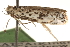  ( - CCDB-23274-C02)  @13 [ ] CreativeCommons - Attribution (2014) CBG Photography Group Centre for Biodiversity Genomics