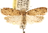 ( - CCDB-23274-F12)  @11 [ ] CreativeCommons - Attribution (2014) CBG Photography Group Centre for Biodiversity Genomics
