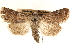  ( - CCDB-23275-C06)  @11 [ ] CreativeCommons - Attribution (2014) CBG Photography Group Centre for Biodiversity Genomics