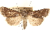  ( - CCDB-23275-C08)  @11 [ ] CreativeCommons - Attribution (2014) CBG Photography Group Centre for Biodiversity Genomics