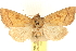  ( - CCDB-23275-E01)  @11 [ ] CreativeCommons - Attribution (2014) CBG Photography Group Centre for Biodiversity Genomics