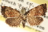  ( - CCDB-23275-E10)  @11 [ ] CreativeCommons - Attribution (2014) CBG Photography Group Centre for Biodiversity Genomics