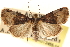  ( - CCDB-23275-G08)  @11 [ ] CreativeCommons - Attribution (2014) CBG Photography Group Centre for Biodiversity Genomics