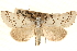  ( - CCDB-23275-H01)  @11 [ ] CreativeCommons - Attribution (2014) CBG Photography Group Centre for Biodiversity Genomics