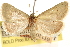  ( - CCDB-23275-H11)  @11 [ ] CreativeCommons - Attribution (2014) CBG Photography Group Centre for Biodiversity Genomics