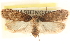  ( - CCDB-23276-D11)  @11 [ ] CreativeCommons - Attribution (2014) CBG Photography Group Centre for Biodiversity Genomics