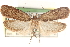  ( - CCDB-23276-E03)  @15 [ ] CreativeCommons - Attribution (2014) CBG Photography Group Centre for Biodiversity Genomics