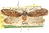  ( - CCDB-23276-E11)  @11 [ ] CreativeCommons - Attribution (2014) CBG Photography Group Centre for Biodiversity Genomics