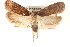  ( - CCDB-23276-F02)  @15 [ ] CreativeCommons - Attribution (2014) CBG Photography Group Centre for Biodiversity Genomics