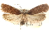 (Depressaria constancei - CCDB-23276-F04)  @15 [ ] CreativeCommons - Attribution (2014) CBG Photography Group Centre for Biodiversity Genomics