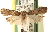  ( - CCDB-23276-H10)  @11 [ ] CreativeCommons - Attribution (2014) CBG Photography Group Centre for Biodiversity Genomics