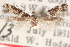  (Elachista aerinella - CCDB-23277-B09)  @11 [ ] CreativeCommons - Attribution (2014) CBG Photography Group Centre for Biodiversity Genomics