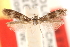  ( - CCDB-23277-B10)  @11 [ ] CreativeCommons - Attribution (2014) CBG Photography Group Centre for Biodiversity Genomics
