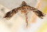  ( - CCDB-23277-C06)  @11 [ ] CreativeCommons - Attribution (2014) CBG Photography Group Centre for Biodiversity Genomics