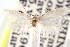  (Elachista aurocristata - CCDB-23277-C08)  @11 [ ] CreativeCommons - Attribution (2014) CBG Photography Group Centre for Biodiversity Genomics