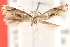  (Elachista calusella - CCDB-23277-C12)  @11 [ ] CreativeCommons - Attribution (2014) CBG Photography Group Centre for Biodiversity Genomics