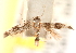  ( - CCDB-23277-E08)  @11 [ ] CreativeCommons - Attribution (2014) CBG Photography Group Centre for Biodiversity Genomics