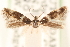  (Elachista fuliginea - CCDB-23277-E10)  @11 [ ] CreativeCommons - Attribution (2014) CBG Photography Group Centre for Biodiversity Genomics