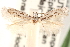  ( - CCDB-23277-F03)  @11 [ ] CreativeCommons - Attribution (2014) CBG Photography Group Centre for Biodiversity Genomics