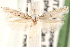  ( - CCDB-23277-F05)  @11 [ ] CreativeCommons - Attribution (2014) CBG Photography Group Centre for Biodiversity Genomics