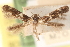  (Elachista leucofrons - CCDB-23277-G05)  @11 [ ] CreativeCommons - Attribution (2014) CBG Photography Group Centre for Biodiversity Genomics