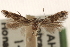  ( - CCDB-23278-A03)  @11 [ ] CreativeCommons - Attribution (2015) CBG Photography Group Centre for Biodiversity Genomics