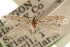  ( - CCDB-23278-A07)  @11 [ ] CreativeCommons - Attribution (2015) CBG Photography Group Centre for Biodiversity Genomics