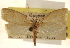  ( - CCDB-23278-G11)  @11 [ ] CreativeCommons - Attribution (2015) CBG Photography Group Centre for Biodiversity Genomics