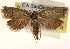  ( - CCDB-23278-H04)  @11 [ ] CreativeCommons - Attribution (2015) CBG Photography Group Centre for Biodiversity Genomics