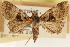  ( - CCDB-23279-A09)  @11 [ ] CreativeCommons - Attribution (2014) CBG Photography Group Centre for Biodiversity Genomics