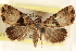  ( - CCDB-23279-A10)  @11 [ ] CreativeCommons - Attribution (2014) CBG Photography Group Centre for Biodiversity Genomics