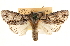  ( - CCDB-23279-F03)  @11 [ ] CreativeCommons - Attribution (2014) CBG Photography Group Centre for Biodiversity Genomics