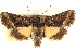  ( - CCDB-23279-G08)  @11 [ ] CreativeCommons - Attribution (2014) CBG Photography Group Centre for Biodiversity Genomics