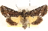  ( - CCDB-23279-G09)  @14 [ ] CreativeCommons - Attribution (2014) CBG Photography Group Centre for Biodiversity Genomics