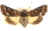  ( - CCDB-23279-G10)  @11 [ ] CreativeCommons - Attribution (2014) CBG Photography Group Centre for Biodiversity Genomics