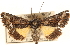  ( - CCDB-23279-G11)  @11 [ ] CreativeCommons - Attribution (2014) CBG Photography Group Centre for Biodiversity Genomics