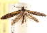  ( - CCDB-23280-B12)  @11 [ ] CreativeCommons - Attribution (2015) CBG Photography Group Centre for Biodiversity Genomics