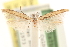  ( - CCDB-23280-E07)  @11 [ ] CreativeCommons - Attribution (2015) CBG Photography Group Centre for Biodiversity Genomics