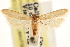  (Deoclona yuccasella - CCDB-23280-G11)  @11 [ ] CreativeCommons - Attribution (2015) CBG Photography Group Centre for Biodiversity Genomics