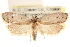  ( - CCDB-23280-H07)  @11 [ ] CreativeCommons - Attribution (2015) CBG Photography Group Centre for Biodiversity Genomics