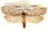  ( - CCDB-23280-H09)  @11 [ ] CreativeCommons - Attribution (2015) CBG Photography Group Centre for Biodiversity Genomics