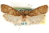  (Psilocorsis amydra - CCDB-23281-B02)  @11 [ ] CreativeCommons - Attribution (2015) CBG Photography Group Centre for Biodiversity Genomics