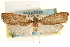  ( - CCDB-23281-B03)  @11 [ ] CreativeCommons - Attribution (2015) CBG Photography Group Centre for Biodiversity Genomics