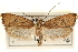  ( - CCDB-23281-B07)  @11 [ ] CreativeCommons - Attribution (2015) CBG Photography Group Centre for Biodiversity Genomics