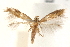  ( - CCDB-23281-D03)  @11 [ ] CreativeCommons - Attribution (2015) CBG Photography Group Centre for Biodiversity Genomics
