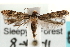  (Homosetia chrysoadspersella - CCDB-23281-G03)  @14 [ ] CreativeCommons - Attribution (2015) CBG Photography Group Centre for Biodiversity Genomics