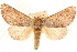  ( - CCDB-23282-A08)  @15 [ ] CreativeCommons - Attribution (2014) CBG Photography Group Centre for Biodiversity Genomics