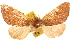  ( - CCDB-23282-B03)  @11 [ ] CreativeCommons - Attribution (2014) CBG Photography Group Centre for Biodiversity Genomics