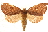  ( - CCDB-23282-B04)  @11 [ ] CreativeCommons - Attribution (2014) CBG Photography Group Centre for Biodiversity Genomics